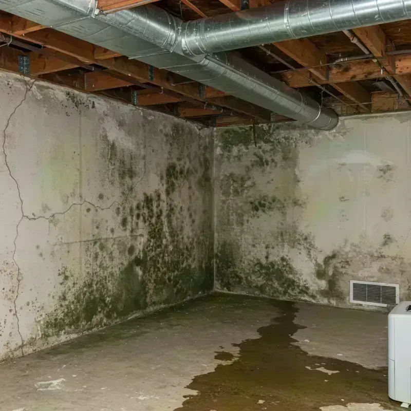 Professional Mold Removal in Fillmore County, MN